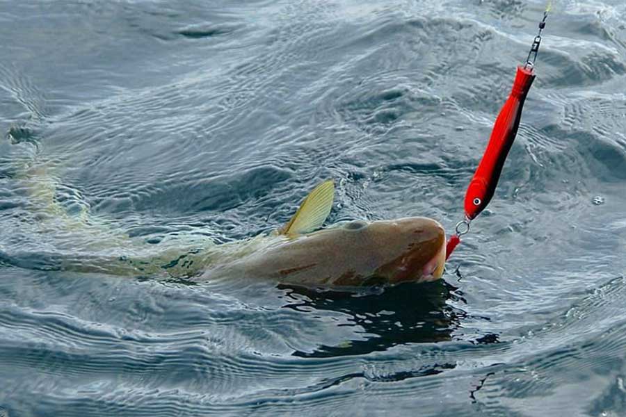 Ловля рыбы в море